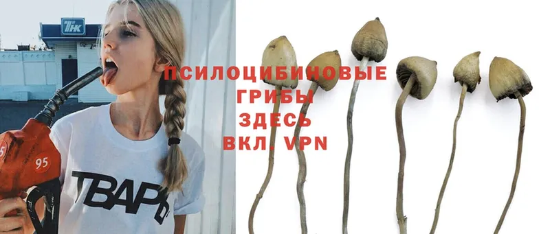 Псилоцибиновые грибы Magic Shrooms Лесозаводск