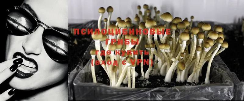 Галлюциногенные грибы Psilocybe  магазин продажи наркотиков  Лесозаводск 